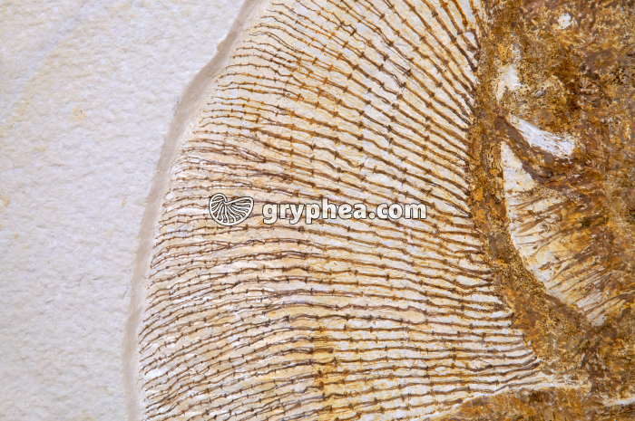Raie fossile - détail d'une nageoire (Cyclobatis, Hakel, Liban) - gryphea.com